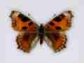 Aglais urticae aberration (Internet Image property of respective owner, non-commercial use only)